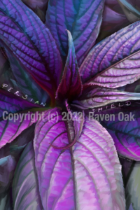 Persian Shield by Raven Oak. Painted for a book of Datura for musician Tori Amos by the fan community.